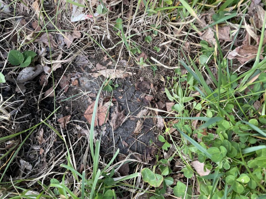 The stone honoring science teacher William F. Heinz was obscured by grass and mud. Sophia Regan and Daisy LaPlante dug away the grass with their bare hands during a recent Journalism class. 